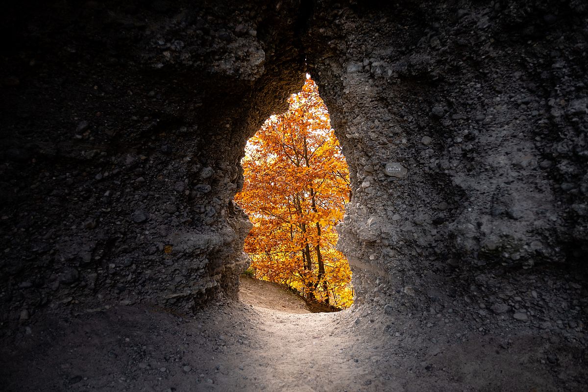 Trees with yellow and red autumn leaves seen from inside a cave.